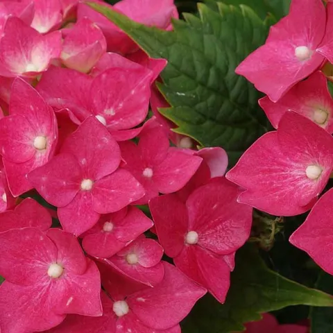 Shade Gardens - Laguna Woods