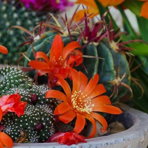 Simply Succulents - Anaheim