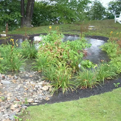 Photo of a rain garden with water and plants.
