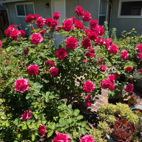 Roses, MG Martha Carpenter