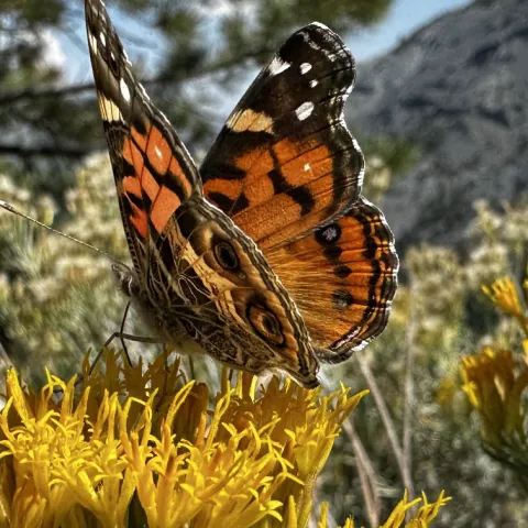 butterfly on yellow flowers