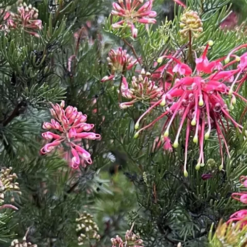 Spider Net Grevillea photo by Liv Imset