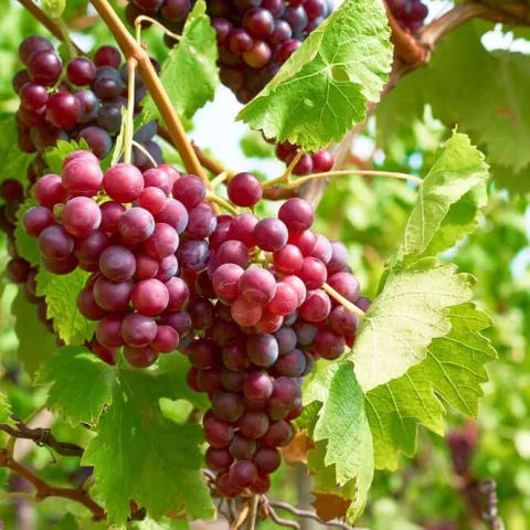 Table Grapes