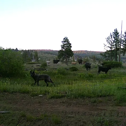Un lobe gris entre un grupo de vacas
