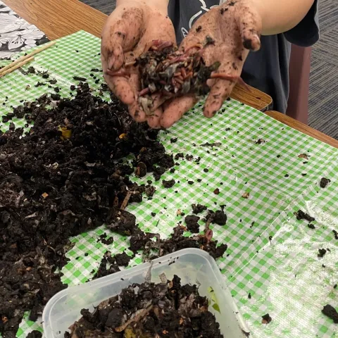 Worms in Classroom