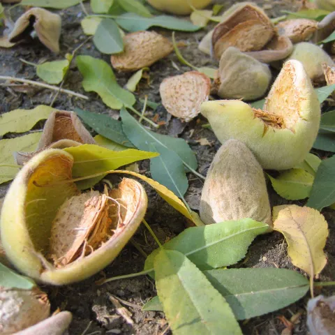 Almond with hull split laying on orchard floor among leaves