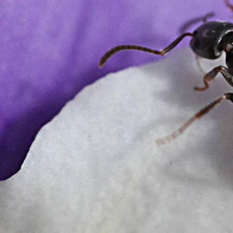 Tapinoma sessile, also known as the odorous house ant. It is a very common species, but tends to be pushed aside by the introduced Argentine ant, according to UC Davis ant specialist Phil Ward