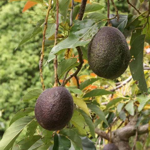 avocado tree