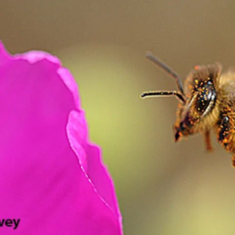 Honey bee in flight. (Photo by Kathy Keatley Garvey)