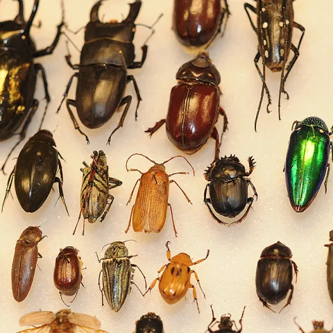 Beetle specimens at the Bohart Museum of Entomology. (Photo by Kathy Keatley Garvey)
