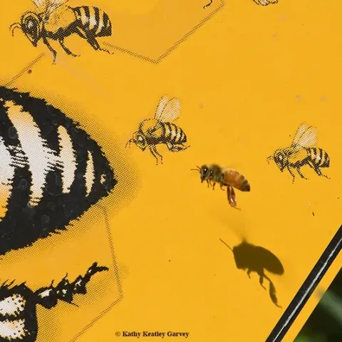 Honey bee in flight. (Photo by Kathy Keatley Garvey)