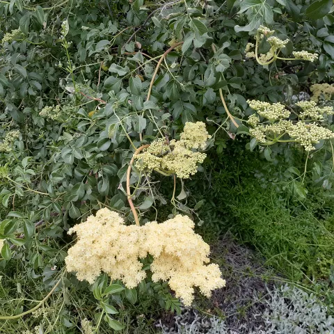 Blue Elderberry, Sambucus mexicana in a Master Gardener's front yard