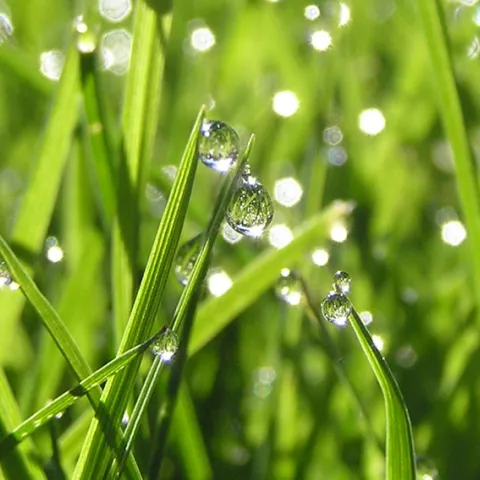 dew drops on blades of grass
