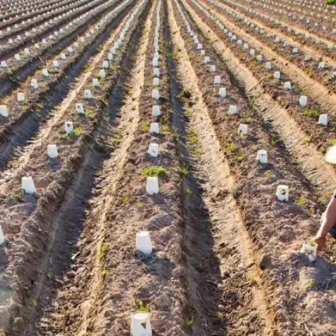 farmer kneeling among rows of newly planted seedlings
