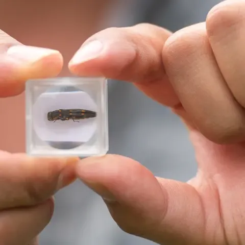 Foto del insecto Barrenador Dorado