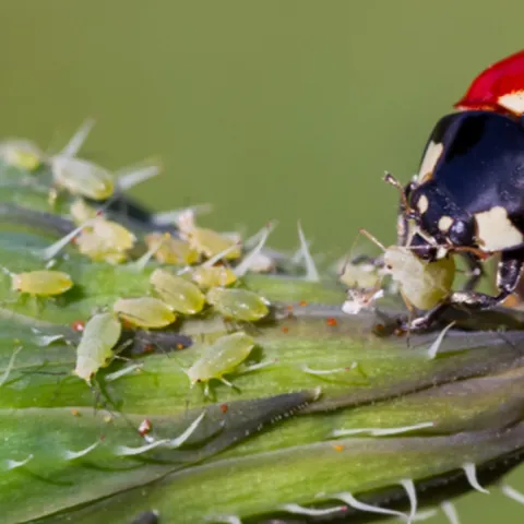 learn the difference between good garden bugs and bad bugs