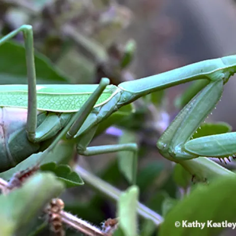 Female praying mantis, Stagmomantis limbata. (Photo by Kathy Keatley Garvey)