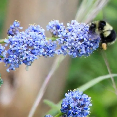 learn how to garden with california native plants