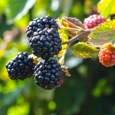 blackberries on the tip of a branch