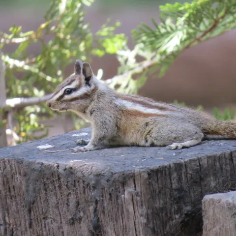A light brown rodent with black and white stripes around it's eyes and a bushy tail sitting on a tree stump.