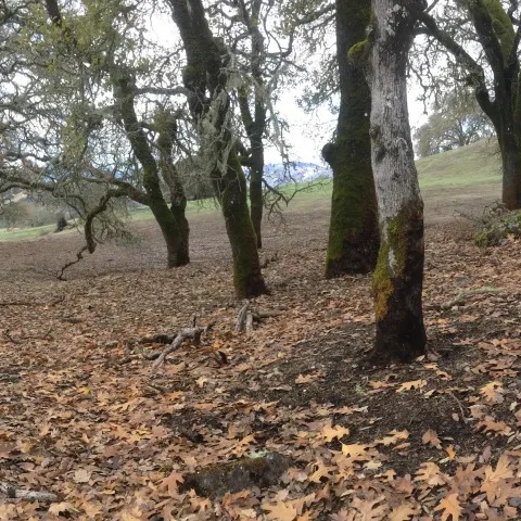 HREC low severity burn black oak stand