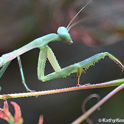 Male subadult praying mantis, Stagmomantis limbata. (Photo by Kathy Keatley Garvey)