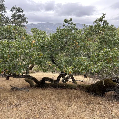 oak growing on the ground