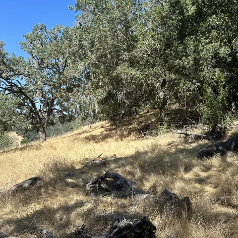grazing under oaks inside the fence