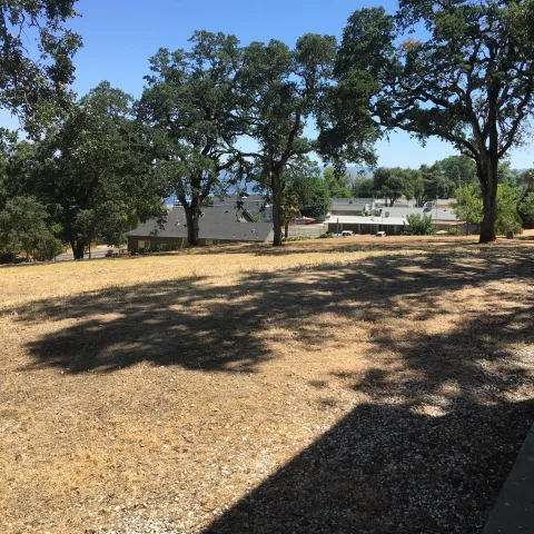 oaks in the urban forest