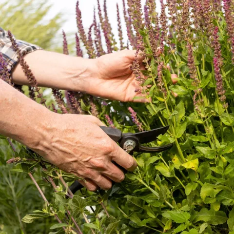 pruning salvia