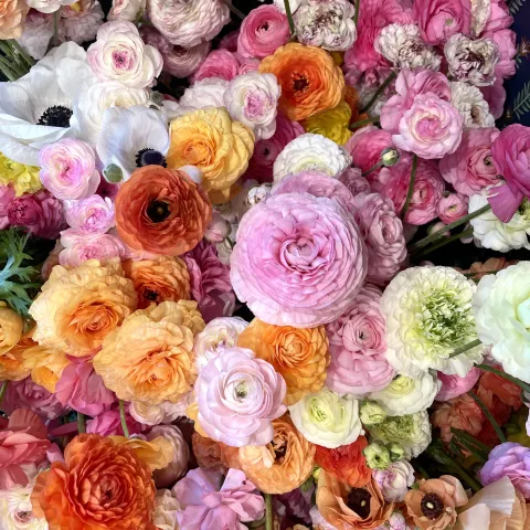 an array of ranunculus flowers