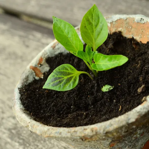 small seedling in a pot