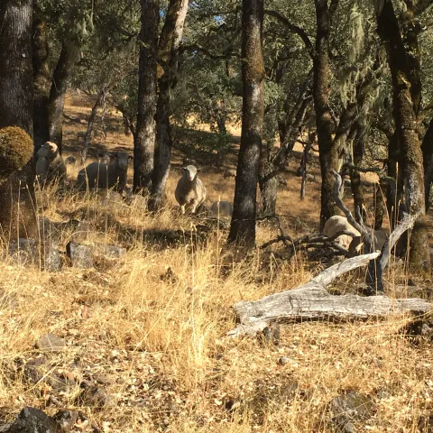 sheep in oak woodlands