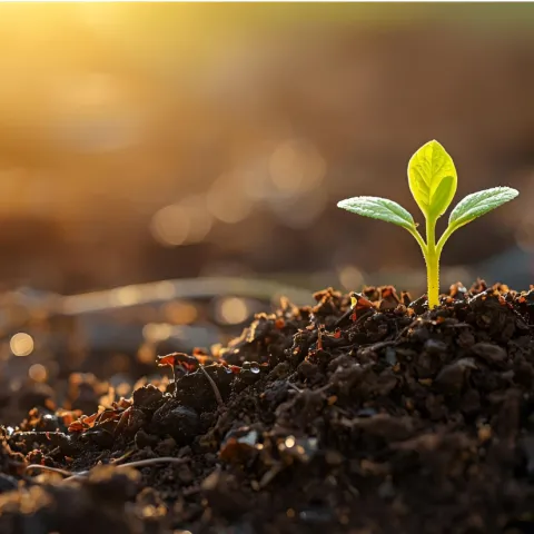 Sunlight on a tiny plant sprouting in a mound of compost