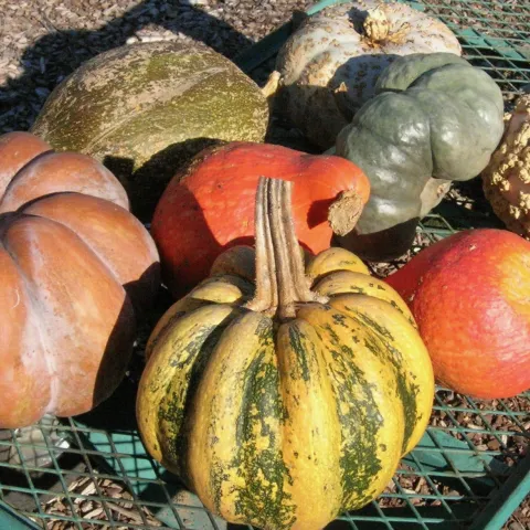Selection of winter squashes