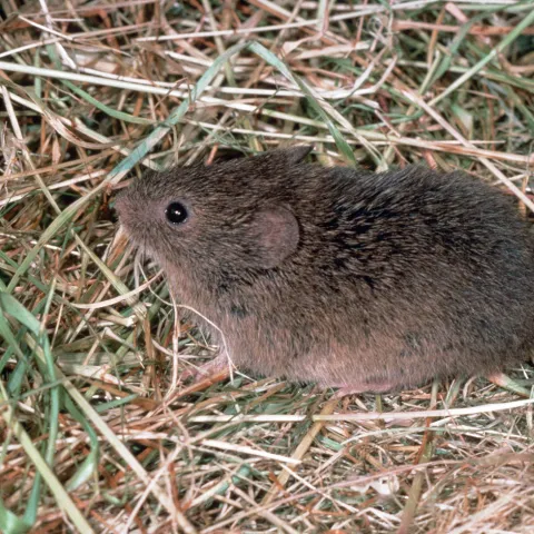 Vole. UC IPM Program