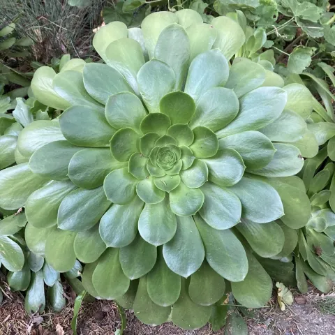 A succulent plant