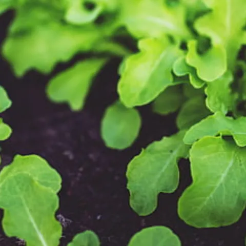 Lettuce seedlings