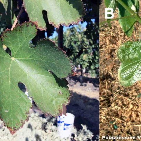 Boron toxicity vineyards