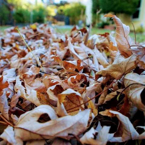 Pile of autumn leaves, point of view - ground level