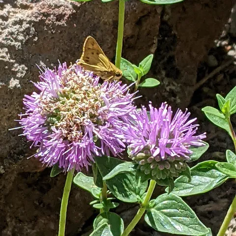 Butterfly on Coyote Mint