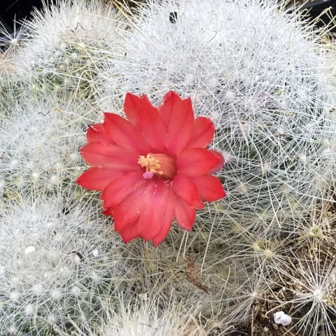 Cactus plants in pots