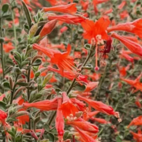 Red California Fuchsia flowers