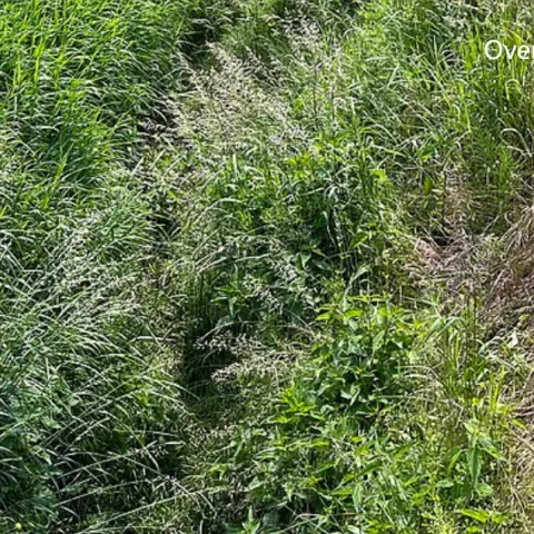 Overgrown, brushy vegetation that can attract ticks