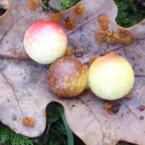 Oak galls