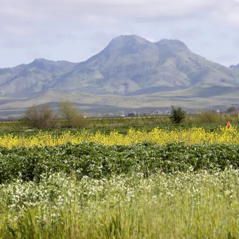 Cover Crop Field