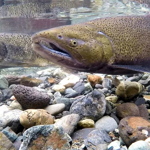 Salmon in gravel bottom water from City of modesto website 