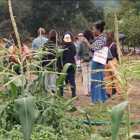 People look at crops in field with trees in background