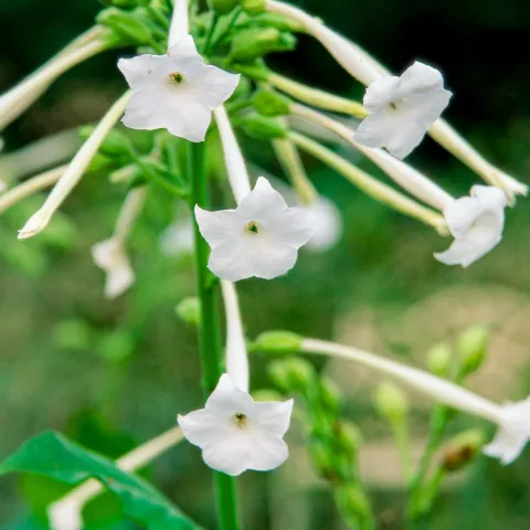 Flowering tobacco, nicotiana