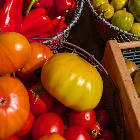 Expert food gardening information for Sonoma County home gardeners